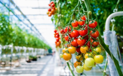 Производство тепличных овощей в России увеличилось на 4%